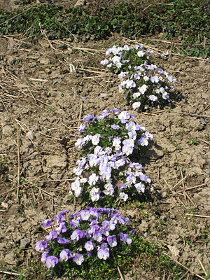 pansy mulched